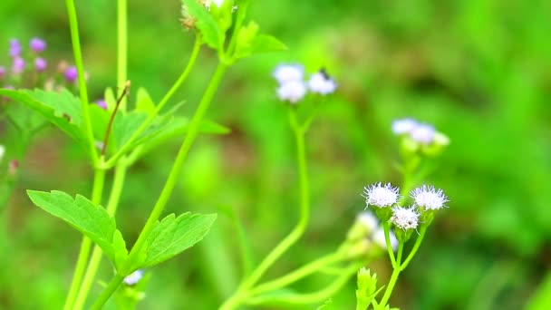 Emilia sonchifolia ha benefici per la salute un tè a base di foglie viene utilizzato nel trattamento della dissenteria3 — Video Stock