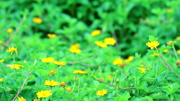 Маленька жовта зірка квітка, що цвіте в саду — стокове відео