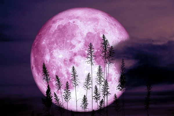 Bulan super sturgeon pada malam hari langit merah kembali pohon siluet — Stok Foto