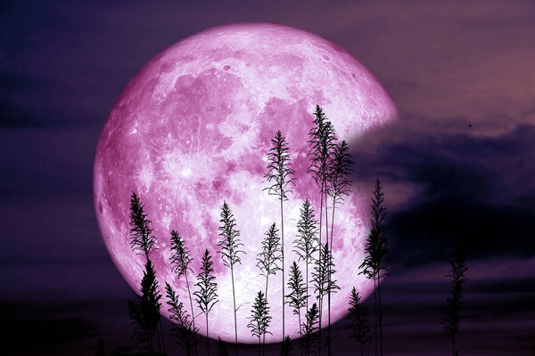 Super sturgeon moon on night red sky back silhouette tree, Elements of this image furnished by NASA