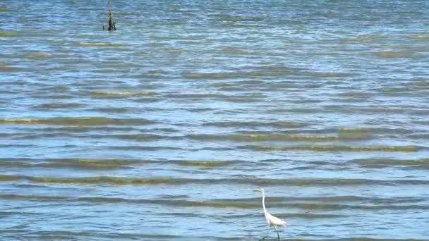 Egret sono alla ricerca di frutti di mare sulla spiaggia2 — Video Stock