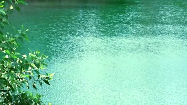 Grønn fargebølge med mangan på vannflaten i innsjø, og treet svinger – stockvideo