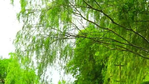 庭の柳の木と薄緑色の葉のラインを泣く1 ストック動画 C Chayananelixir Gmail Com