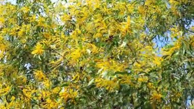 Earleaf akasya sarı buket çiçek tüm ağaç ve yeşil yaprakları arka plan çiçeklenme