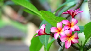 bahçe çiçeklenme plumeria çiçek sarı kırmızı pembe macenta rengi