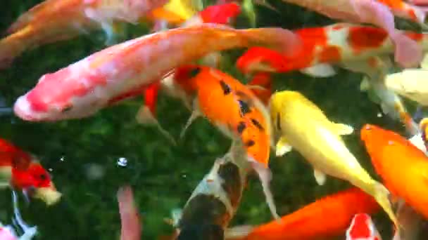 Koi fish or carp fish are swimming in the pond are find to eating on the water surface — Stock Video