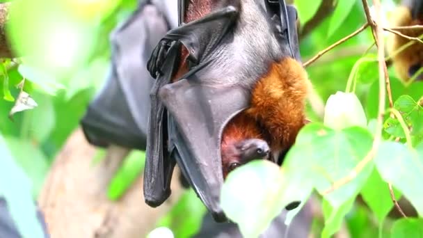 Lyle's flying fox sticking on tree branches Hanging his head down to sleep — Stock Video
