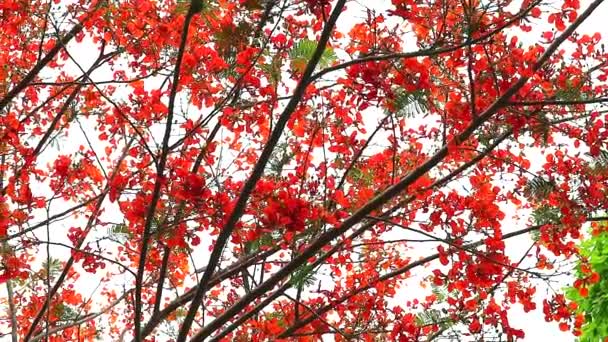 Top panorámica de Rojo Caesalpinia pulcherrima árbol de flores están floreciendo en el jardín — Vídeos de Stock