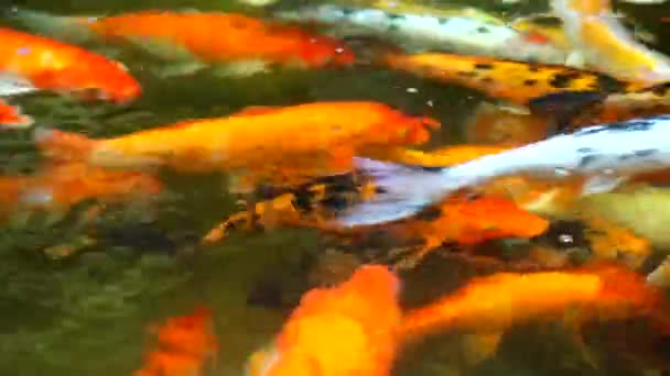 Peces koi coloridos o peces carpa están nadando en el estanque de la naturaleza — Vídeo de stock