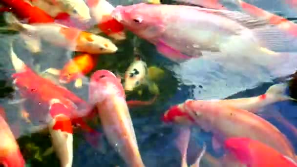 Τα ψάρια του ψαριού ή του κυπρίνου κολυμπούν στη λιμνούλα και τα λευκά ψάρια τρώνε στην επιφάνεια του νερού — Αρχείο Βίντεο