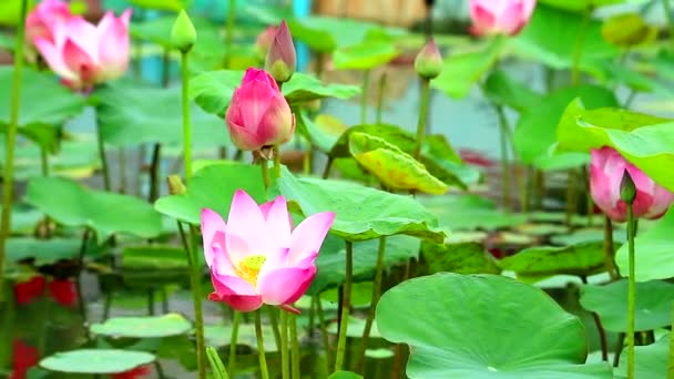 Pembe Lotus Çiçek tam havuzda çiçeklenme ve su üzerinde bulanıklık pedi — Stok video