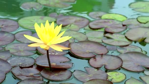 Plný kvetoucí žlutý květ v rybníku a rozostřině na vodě