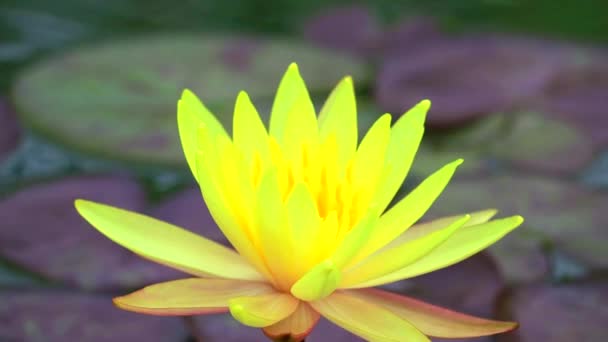 Flor de Loto Amarillo floreciendo por completo en el fondo del estanque y la almohadilla borrosa 1 — Vídeo de stock