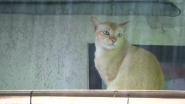 Tavanın altında oturan genç kedi yağmurun durmasını bekledi, bu yüzden yiyecek bulmak için dışarı çıktı1