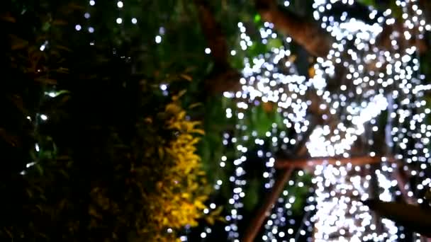 Vervagen knipperlicht op boom in de nacht tuin — Stockvideo
