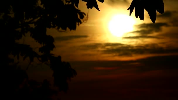 Luna borrosa cielo amarillo silueta hojas y nubes en movimiento — Vídeos de Stock