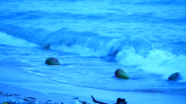 Hindistan cevizi atık denizden plaja dalga tarafından dalgalanma oldu, kavram temizlemek için tutmak — Stok video