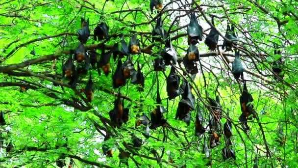 Centinaia di volpi volanti di Lyle che si attaccano ai rami degli alberi appese la testa per dormire e rilassarsi — Video Stock