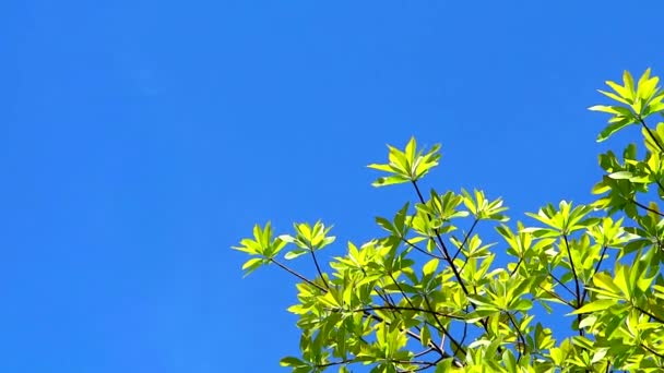 Cielo azul claro con puro con movimiento de nubes pase árbol de planta verde superior1 — Vídeos de Stock