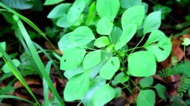 Hint acalypha veya ağaç tohumlu cıva kedi ot, ateş tedavi etmek ve sindirim sistemini korumak için kökleri yemek