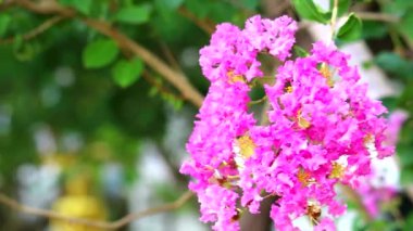 Kraliçe çiçek veya Lagerstroemia speciosa bahçede ağaç üzerinde çiçek pembe ve açık renk var