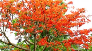 Kırmızı Caesalpinia pulcherrima çiçek ağacı bahçede çiçek lenme