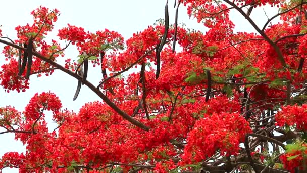 Rode vlam boom bloem bloeien in de garden3 — Stockvideo