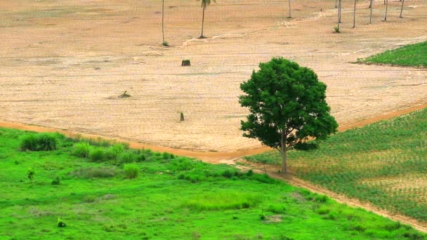 Bossen zijn omgevormd tot landbouwgrond om cassave te bereiden, er is maar één boom overgebleven — Stockvideo