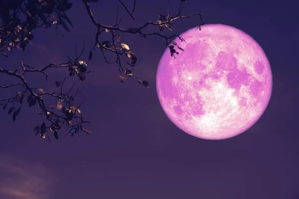Bock rosa Mond in der Nacht roter Himmel zurück Silhouette Baum — Stockfoto