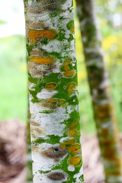 木の樹皮に真菌植物の病気が成長する原因 — ストック写真