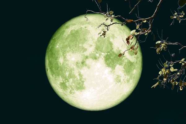 Super luna de cosecha llena en el cielo nocturno árbol de rama trasera —  Fotos de Stock