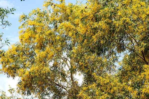 Wattle o Acacia auriculiformis pequeña flor ramo de flores completa —  Fotos de Stock