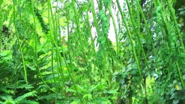 Moringa ağacı eski bakla dolu, kurutulmuş tohumlar içinde eklem ağrısı tedavisi için yenebilir
