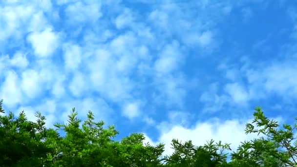 雲と純粋な青空は、夏に緑のトップ植物と木を通過します — ストック動画