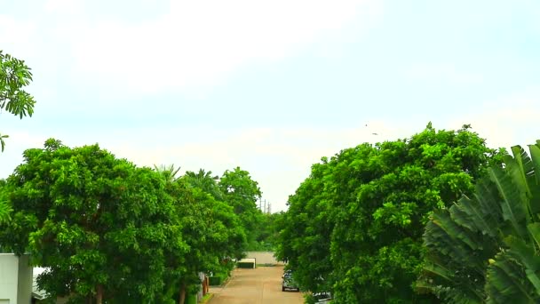 Cielo limpido con nuvola pura passare albero superiore verde e strada in calcestruzzo 1 — Video Stock