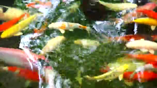 Bunte Koi-Fische oder Karpfenfische schwimmen im Teich im Park — Stockvideo