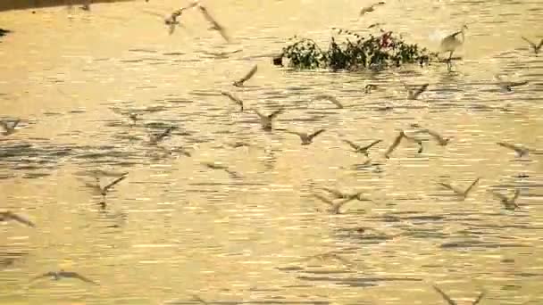 Seagull fly to catch animals in water of canel when low tide and sunset reflecton on sea surface — Stock Video