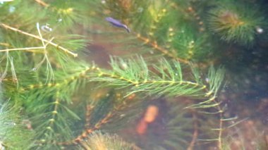 guppies balık yüzmek ve yumuşak yosun arasında yiyecek bulmak, su gıda odaklanmak1