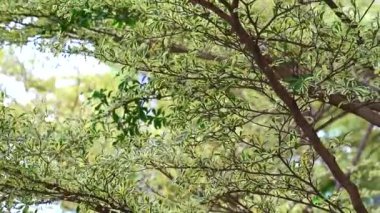 Fildişi Sahili badem ağacı bahçede büyüme ve gölge ağaçlardan yaprakları oldu