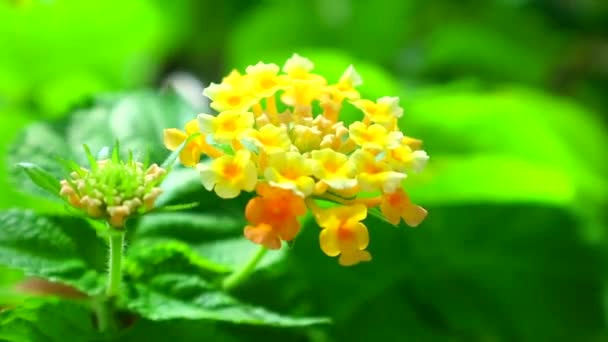 Stoff aus goldgelber Blume blüht im Garten und grünen Blättern — Stockvideo