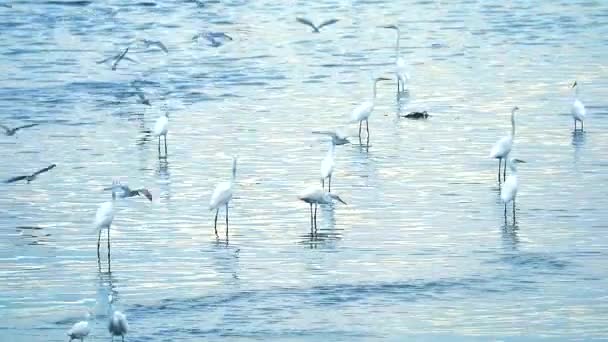 썰물 때 카넬의 물에 동물을 잡으려고 하는 Egrets — 비디오