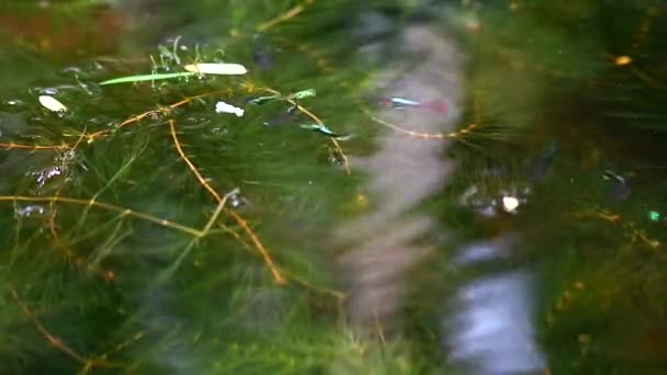 Guppys Fische schwimmen und finden Nahrung zwischen weichen Algen, konzentrieren sich auf Nahrung auf dem Wasser — Stockvideo