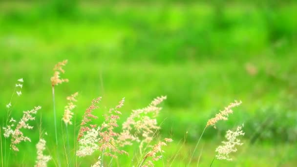 Rött och vitt gräs på fältet och solljus på morgonen — Stockvideo