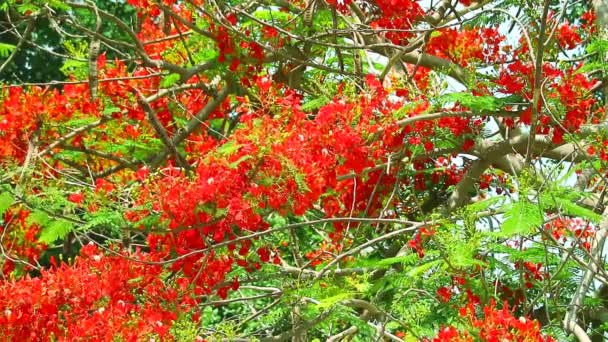 Plamenný strom, Royal Poinciana v parku, který se v noci pohybuje větrem — Stock video