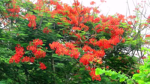 Plamenný strom, Royal Poinciana v parku pohybující se větrem — Stock video