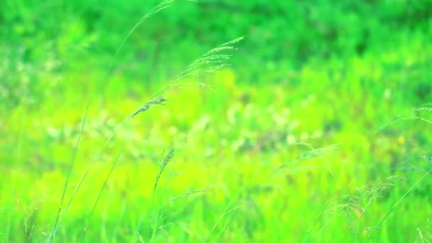 Hierba verde joven en el campo y la luz del sol en la mañana — Vídeos de Stock