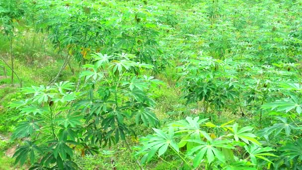 Maniok-Farm mit grünen Blättern und reifen Bäumen. Vorbereitung für die Verarbeitung — Stockvideo