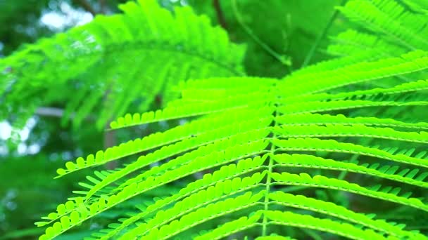 클라이밍 와틀, 아카시아 또는 차옴은 태국 음식의 재료에 젊은 탑 잎을 사용할 수 있습니다1 — 비디오