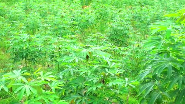 Granja de mandioca con hojas verdes y árboles maduros. Prepárese para excavar para procesar1 — Vídeos de Stock