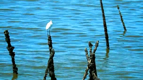 해변 근처 의 물에서 해산물을 잡기 위해 기다리는 Egrets — 비디오